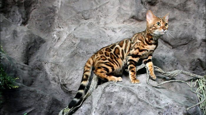 Полосатый кот на камне