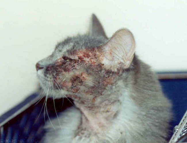 Ярко выраженный аллергический дерматит у кошки