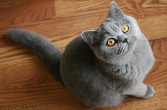 Короткошерстная британская кошка на полу, вид сверху
