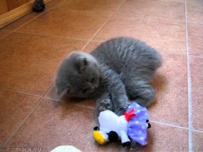 Британский котенок играет с игрушками