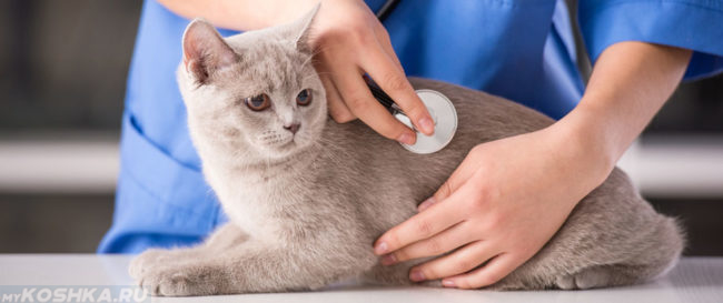Диагностика ложной беременности у кошки ветеринаром
