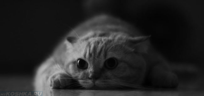 Изолированная кошка во время течки