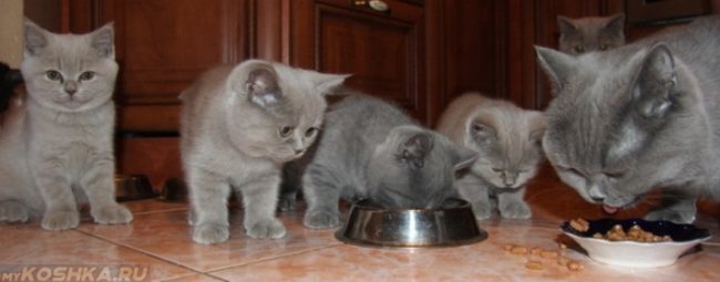 Британская кошка и котята едят из миски
