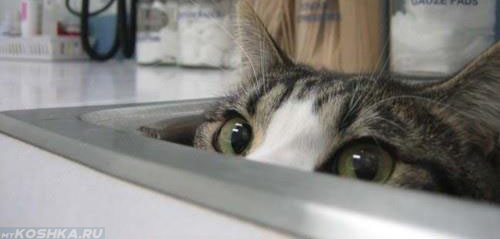 Кошка прячется в раковине