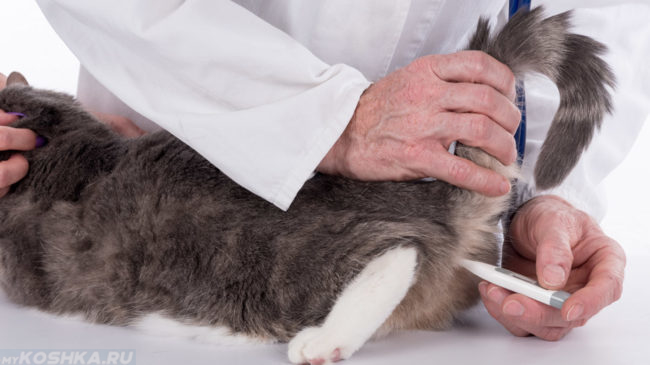 Врач измеряет температуру тела у кошки с помощью градусника