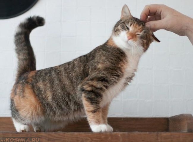 Трехцветная стерилизованная кошка ласкается об руку