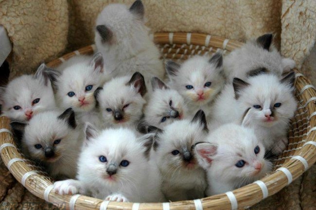 Корзинка со множеством белых котят