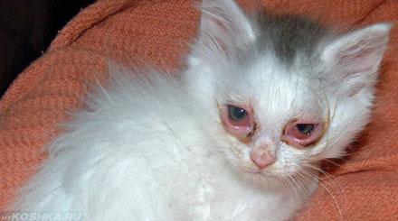 Котёнок с травмой глаз конъюнктивит