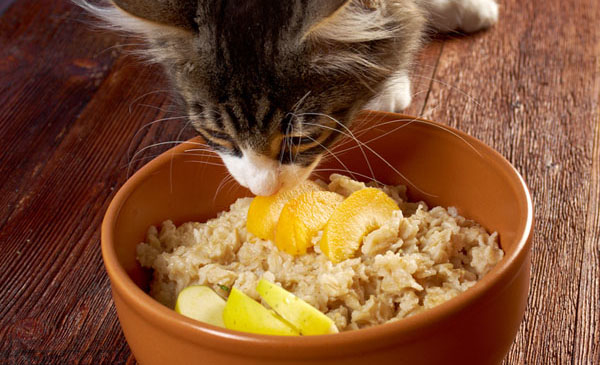 Кошка ест специальную диетическую еду