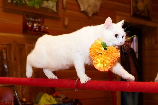 Дрессированная белая кошка несёт цветок во рту