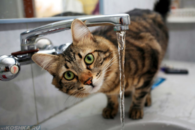 Разноцветная кошка пьет воду из под крана