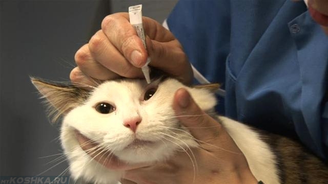 Лечение слезотечения у кошки глазной мазью