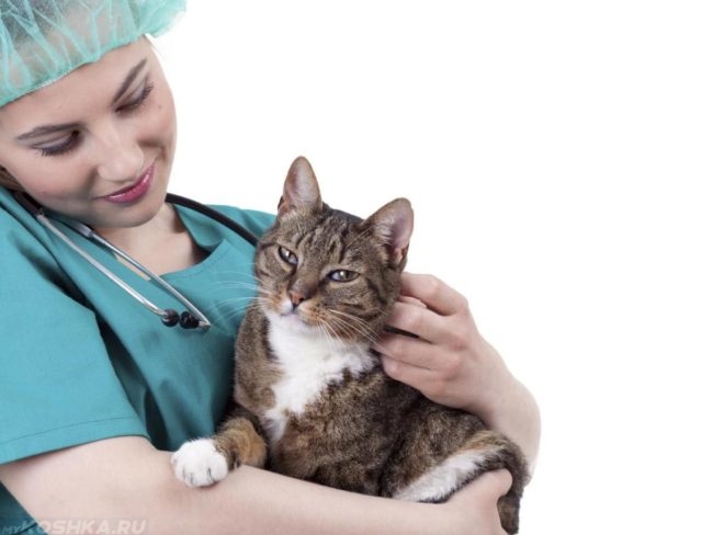 Ветеринар гладит и успокаивает кошку на осмотре