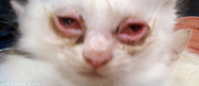 У котёнка два глаза страдают от конъюнктивита