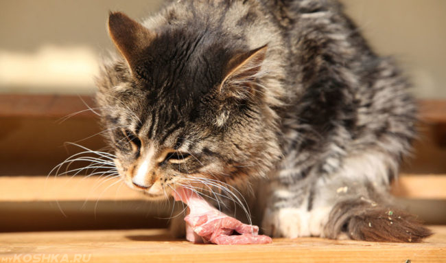 Кошка кушает сырое мясо