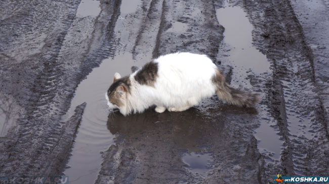 Кот пьёт воду из лужи