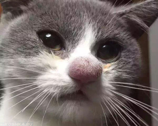 Аллергия у кошки на носу на укус осы