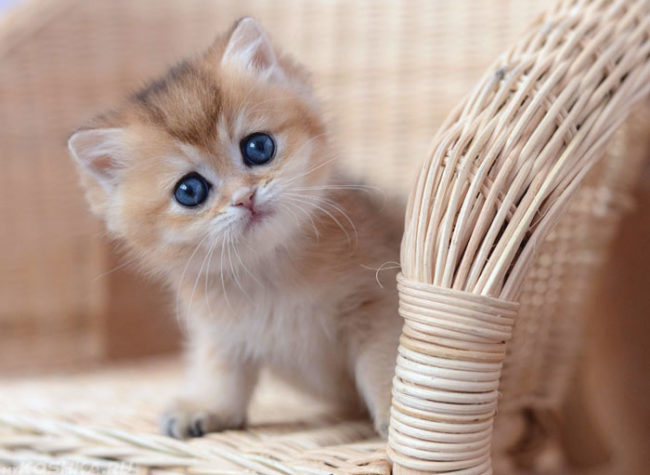 Пушистый котенок с голубыми глазами сидит на плетеном стуле