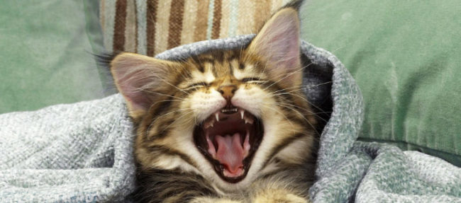 Котёнок зевает и широко открыл рот