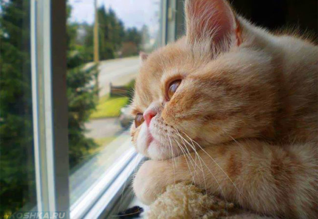 Рыжий кот ждёт хозяина у окна