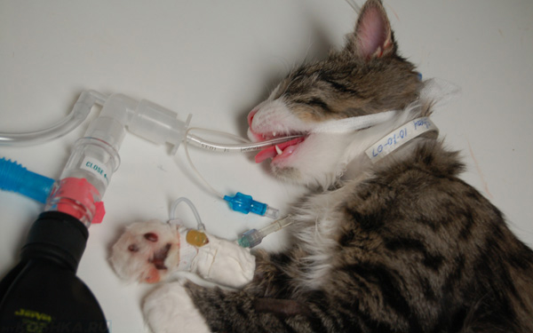 Наркоз при стерилизации кошки