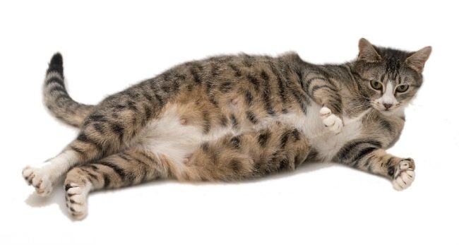 Полосатая беременная кошка лежит на боку на белом фоне