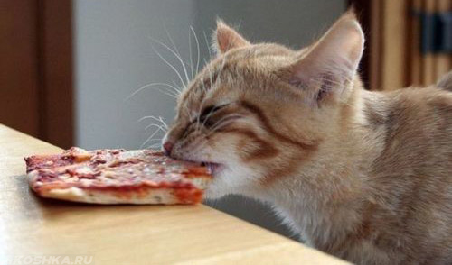 Кошка ест пиццу со стола