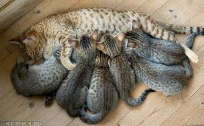 Коричневая кошка кормит шестерых котят на деревянном полу