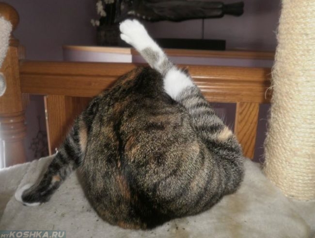 Серая полосатая кошка вылизывает живот в комнате