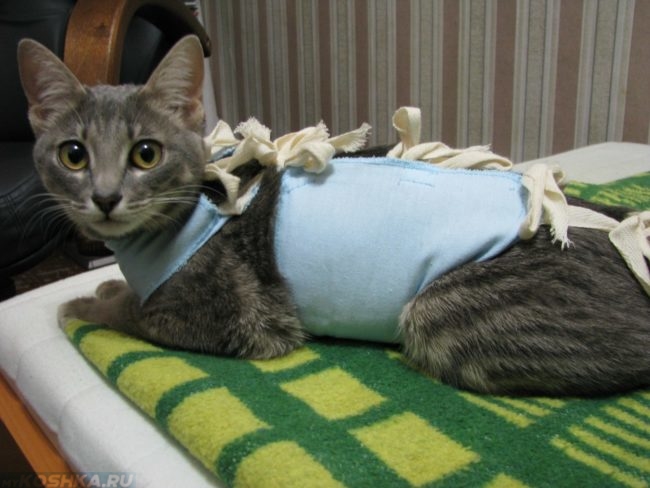 Серая полосатая кошка с перевязанным животом лежит на зеленом одеяле