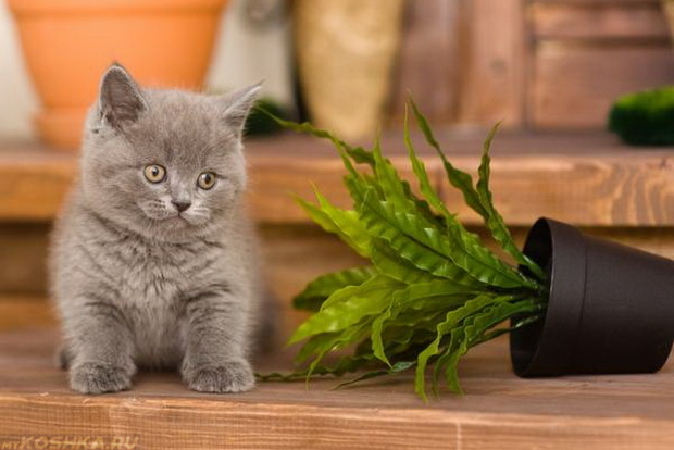 Маленький котик и упавшее растение