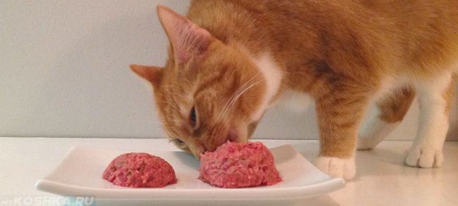 Кошка ест дозированную еду маленькими порциями