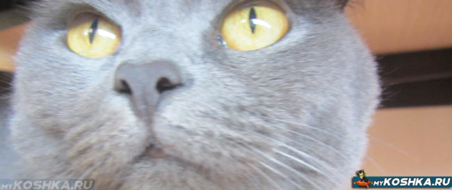 Нос без насморка у британской здоровой кошки