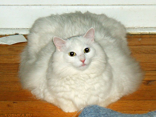 Кошка страдающая от ожирения