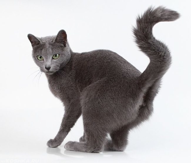 Серый гладкошерстный кот метит территорию