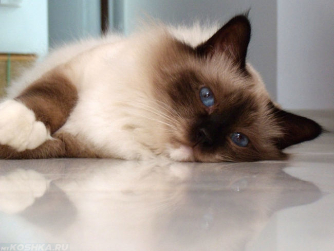 Бирманская кошка с голубыми глазами лежит на полу