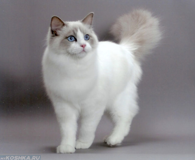 Белая пушистая кошка с голубыми глазами