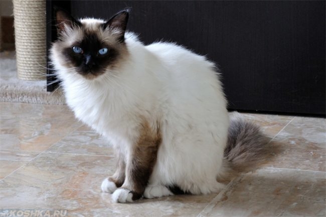 Балийская кошка с голубыми глазами сидит на полу