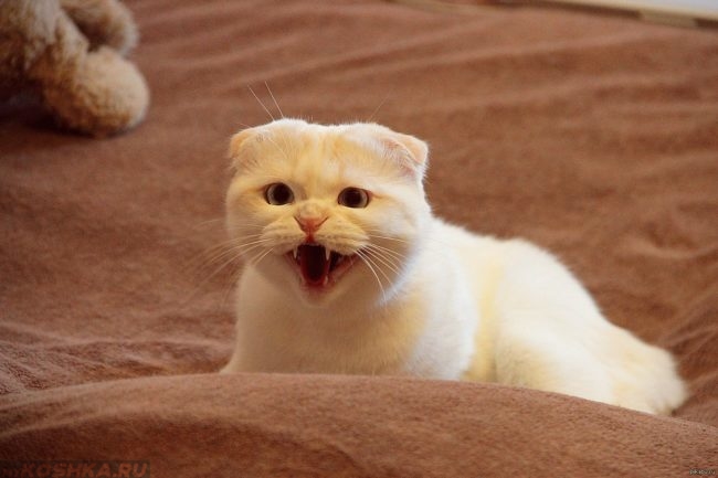Белый кот сидит на коричневом одеяле и кричит