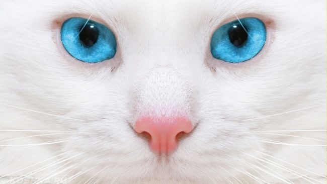 Голубые глаза у белой пушистой кошки в приближенном виде