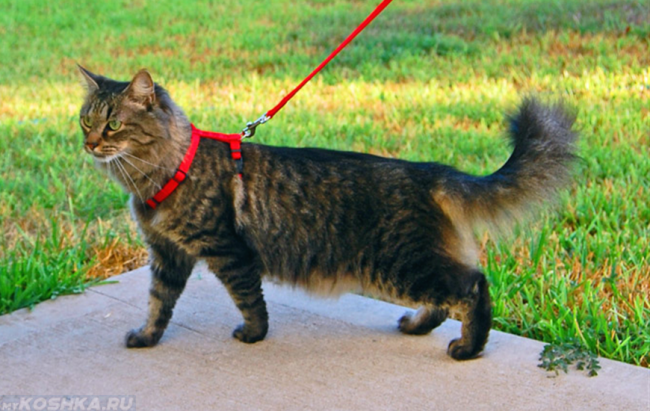 Кошка на улице с красным поводком