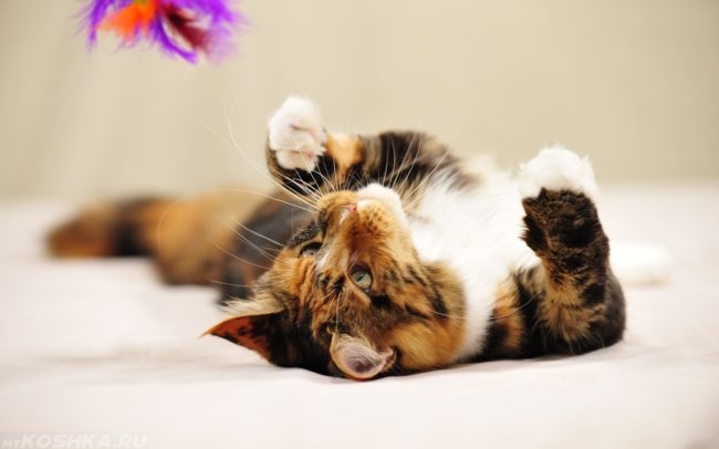 Коричневый полосатый кот лежит на полу и играет разноцветными перьями