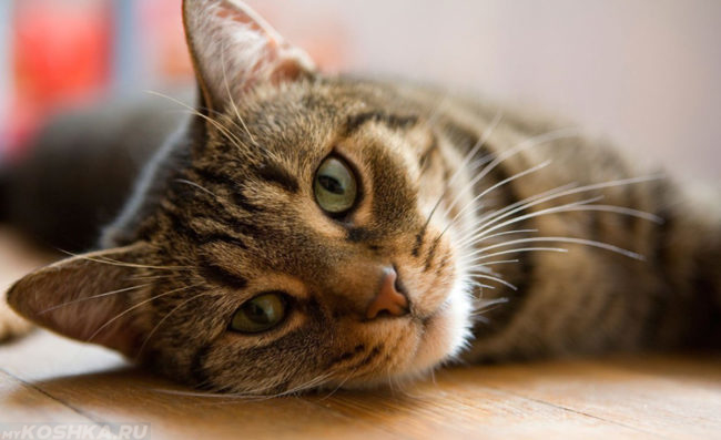 Коричневый полосатый кот с зелеными глазами