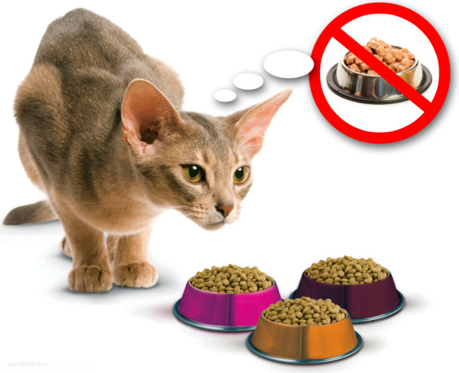 Серая короткошерстная кошка и три разноцветные миски с едой без оды