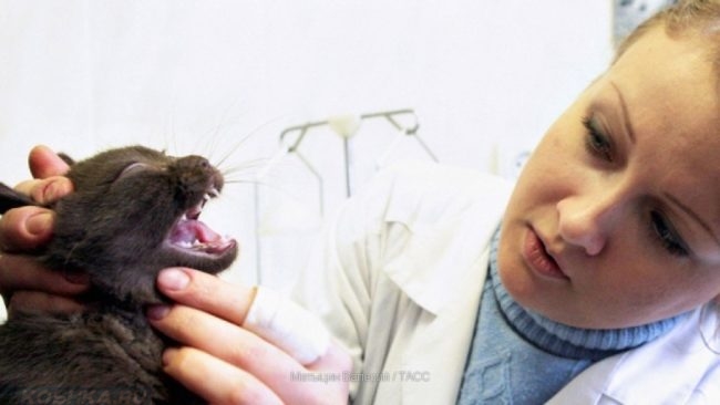 Ветеринар открыла пасть у серого кота держа его за голову