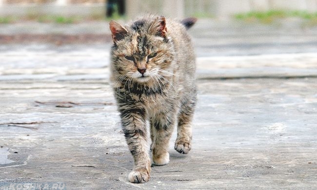 Уличный кот в возрасте шагает по улице