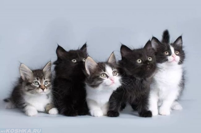 Разноцветные пушистые котята сибирской кошки