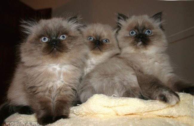 Пушистые котята гималайской кошки с голубыми глазами