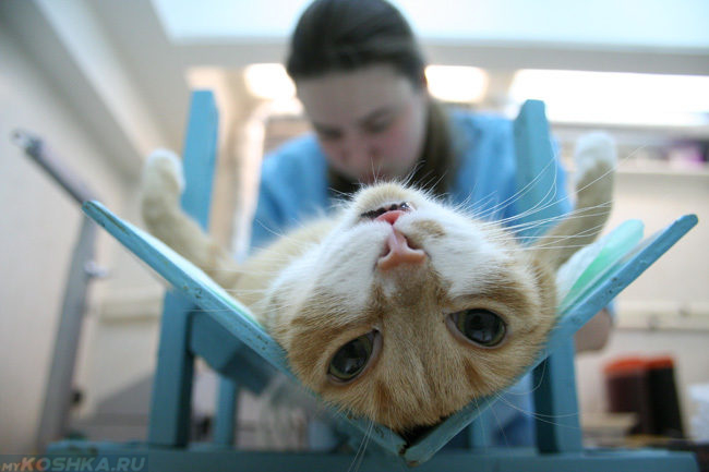 Стерилизация рыжего кота в ветеринарной клинике