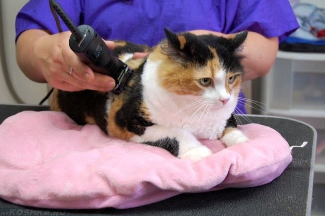 Разноцветную кошку стрижет ветеринар при помощи машинки
